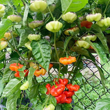 Ajito pepper Capsicum annuum vegetable seeds for planting in kitchen garden or backyard pots