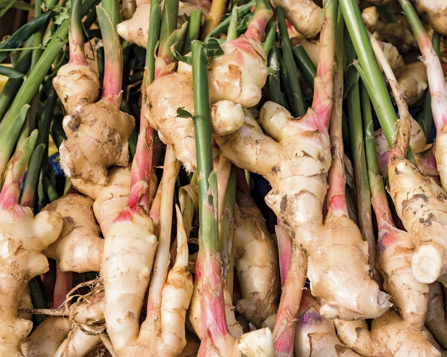 Pink Shell Ginger Alpinia Zerumbet Flower Seeds for Planting in Tropical Gardens and Indoor Pots