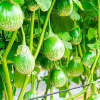 Thai Eggplant Solanum Melongena Vegetable Seeds for Planting in Containers and Kitchen Garden Spaces