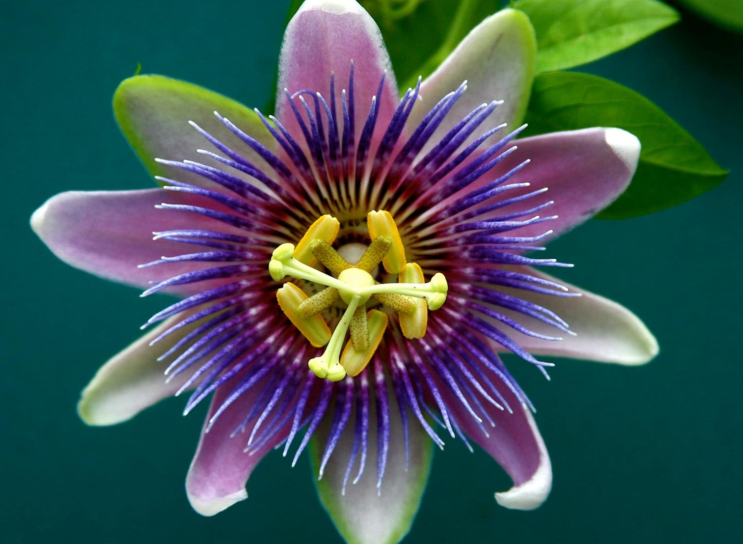 Yellow Violet Passion Flower Seeds – Heirloom, Non-GMO, for Garden and Outdoor Planting - Violet for planting in home garden