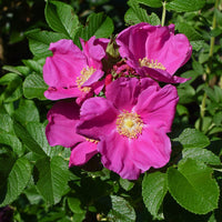 Rugosa rose Rosa rugosa pink seeds for fragrant and fast-growing hardy rose bushes
