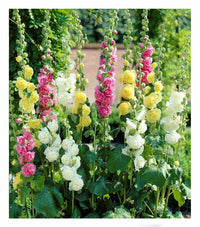 Hollyhock flower Alcea rosea seeds for planting in hummingbird-friendly gardens or decorative outdoor pots