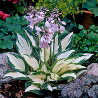 Hosta White Lace Plantain Lily Ground Cover - for planting in home garden