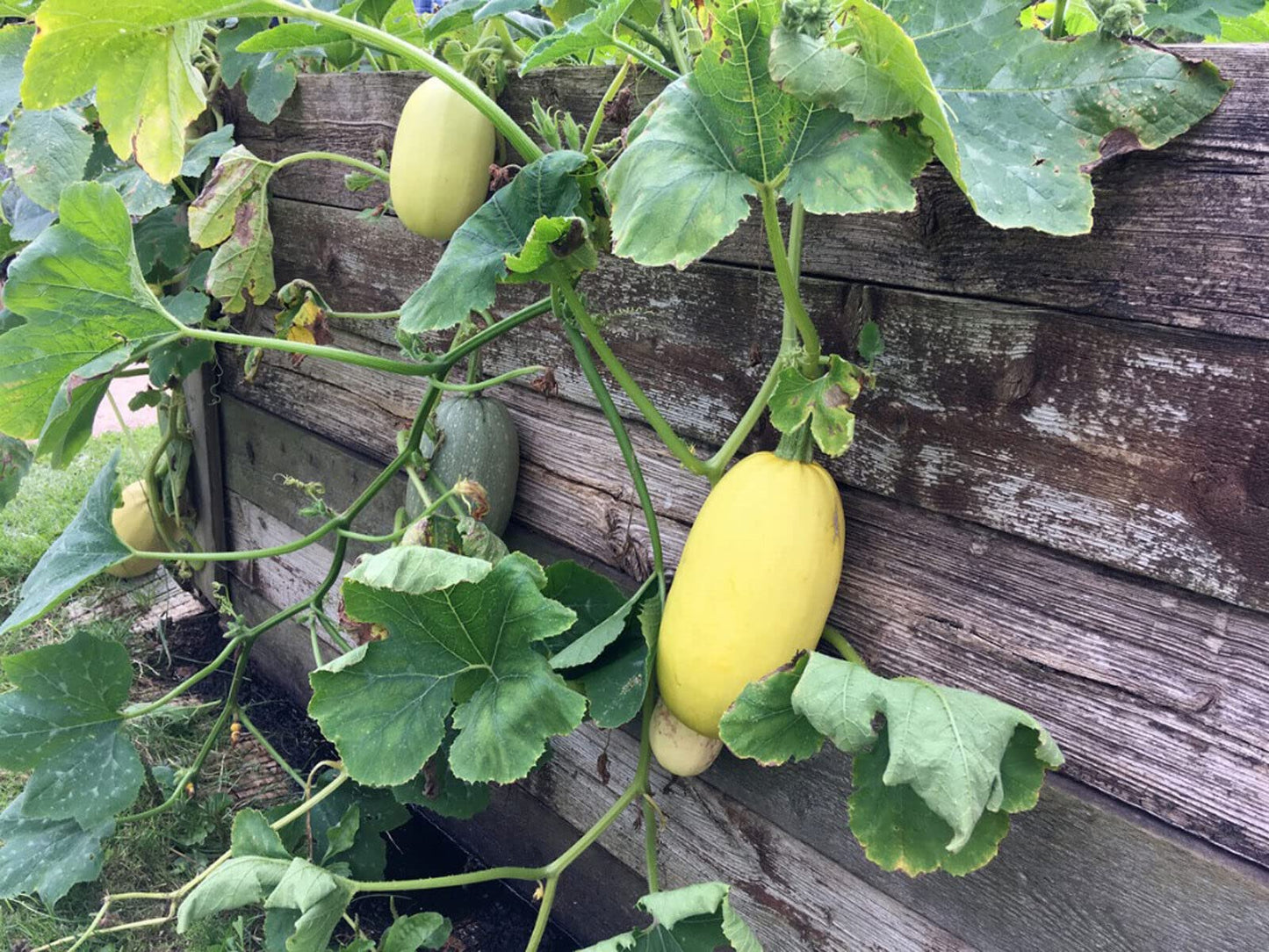 Spaghetti Squash seeds – 2018 heirloom non-GMO vegetable variety