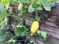 Spaghetti Squash seeds – 2018 heirloom non-GMO vegetable variety