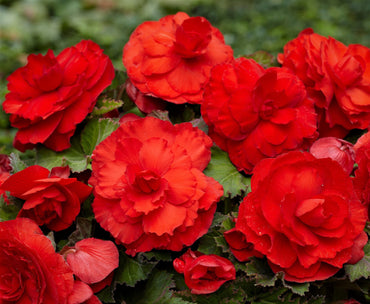 Red Superba Begonia
