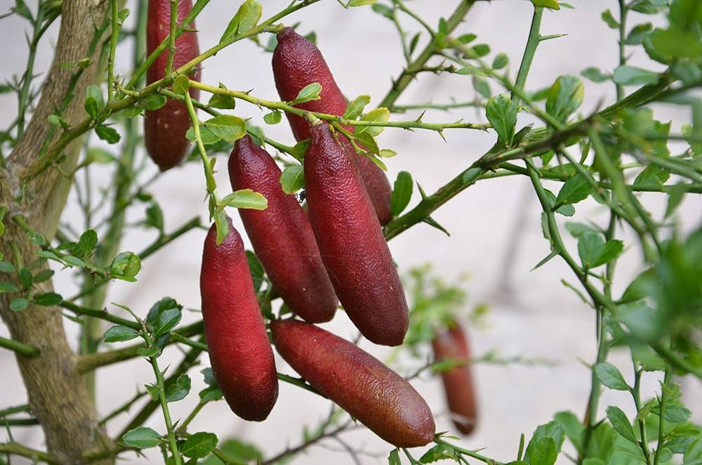 Finger Lime Mixed Colors Rare Citrus Fruit - for planting in home garden