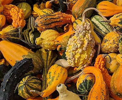 Ornamental Gourds (Small Mixed) Seed