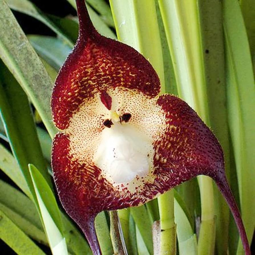 Monkey Face Orchid Orchis Simia Exotic Flower Seeds