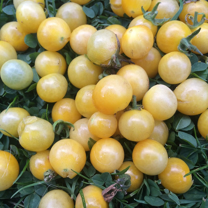 Tomato Seeds for Planting, Light Yellow