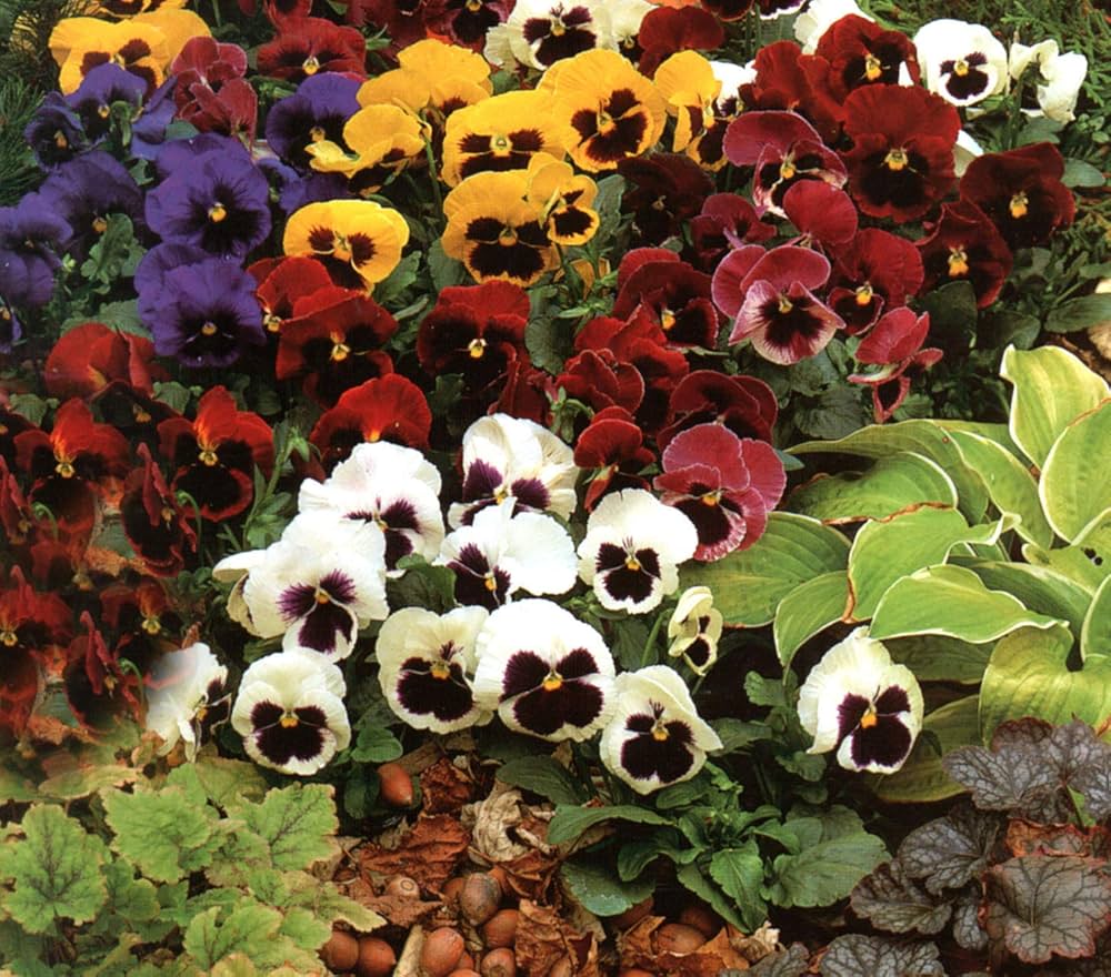 Pansy Ozzeri Giants Mix seeds blooming into large, colorful pansy flowers with bold blotches and vibrant multi-colored petals