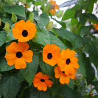 Black (Eyed Susan vine) for planting in garden