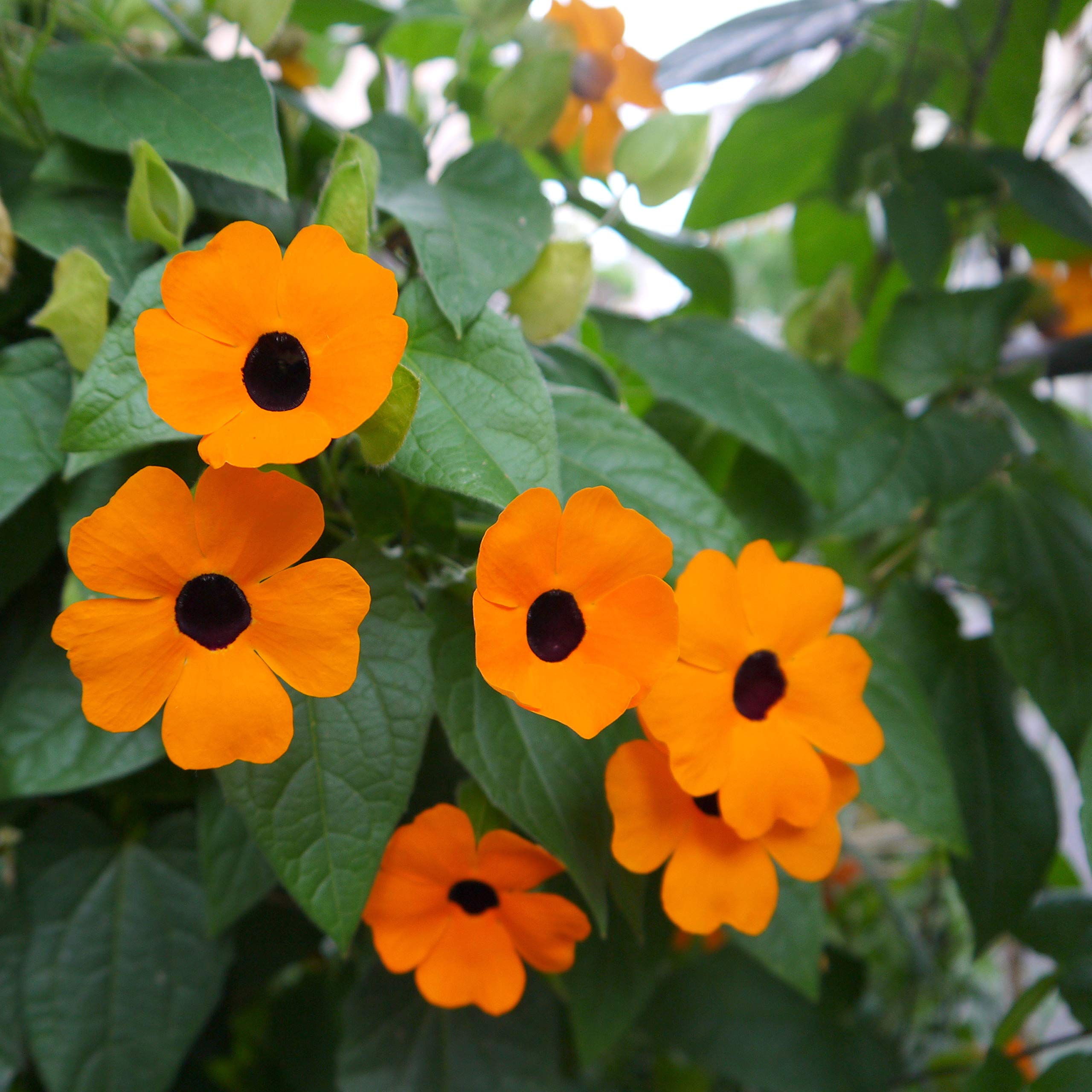 Black (Eyed Susan vine) for planting in garden
