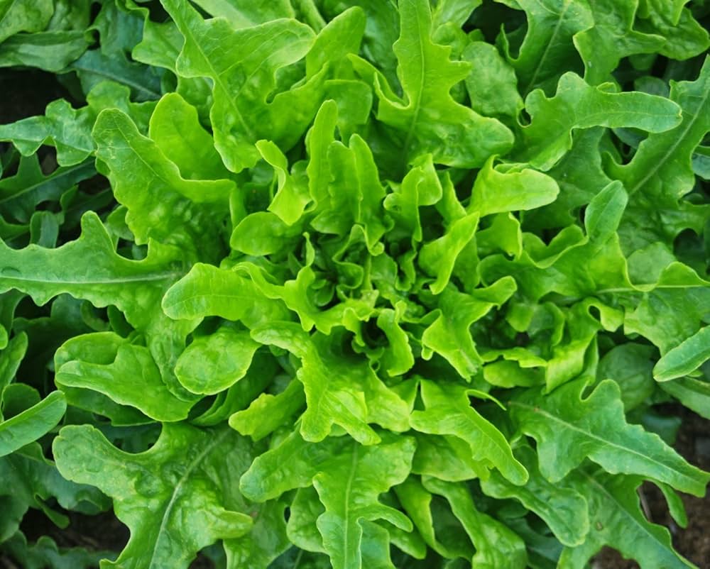 Green Oakleaf lettuce seeds (non-GMO) growing into leafy green heads with deeply lobed, oak-like leaves