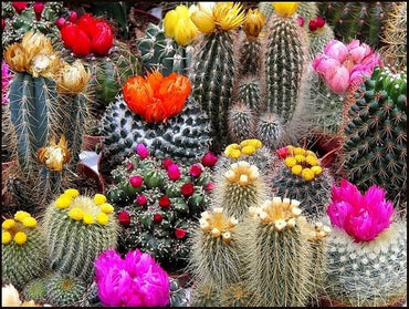 String of Pearls succulent seeds – rare trailing cactus for home décor