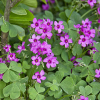 Oxalis Flower Seeds – Heirloom, Non-GMO Seeds for Planting Colorful and Hardy Garden Blooms