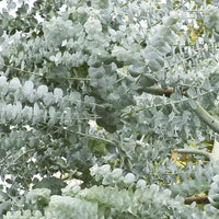 White Perennial Eucalyptus Silver Dollar Tree Seeds for Planting