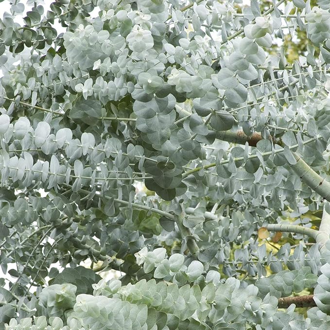 White Perennial Eucalyptus Silver Dollar Tree Seeds for Planting - Perennial for planting in home garden