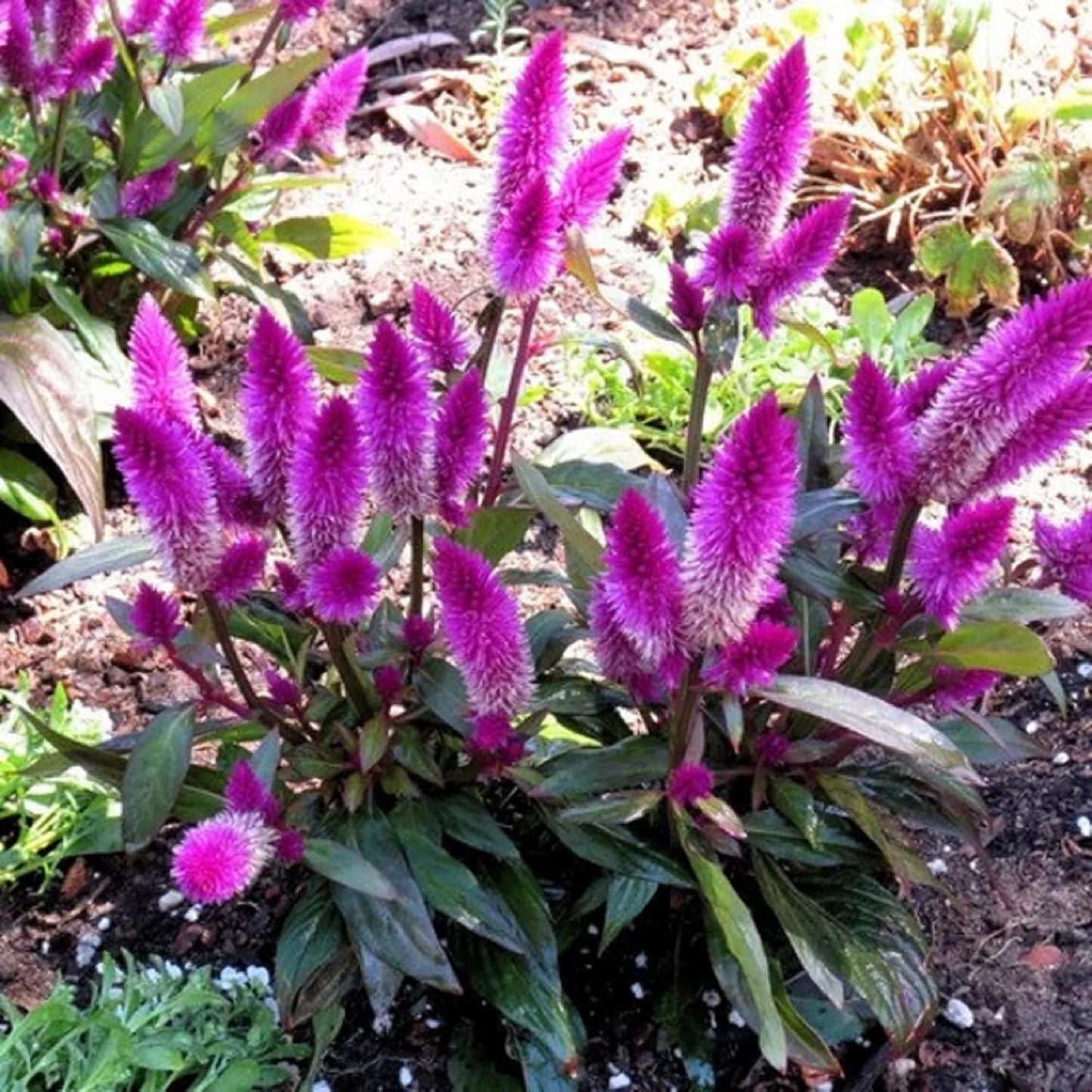 Celosia- Flamingo Feather
