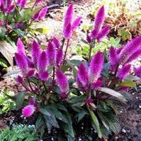 Celosia- Flamingo Feather