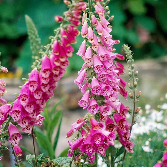 Heirloom (Heirloom scientific name) for planting in garden