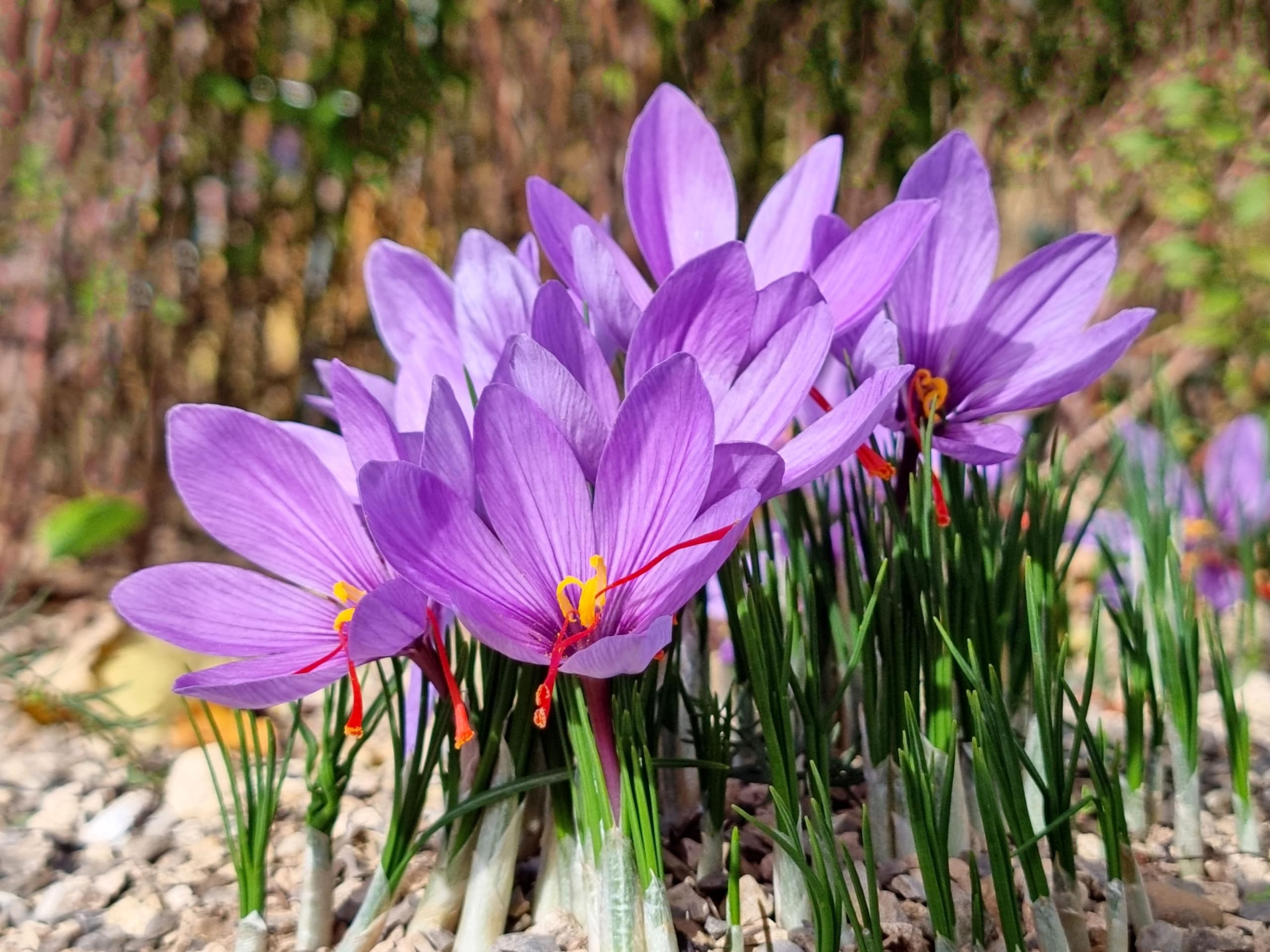 Saffron flowers grown from various varieties of seeds with purple petals and red stigmas