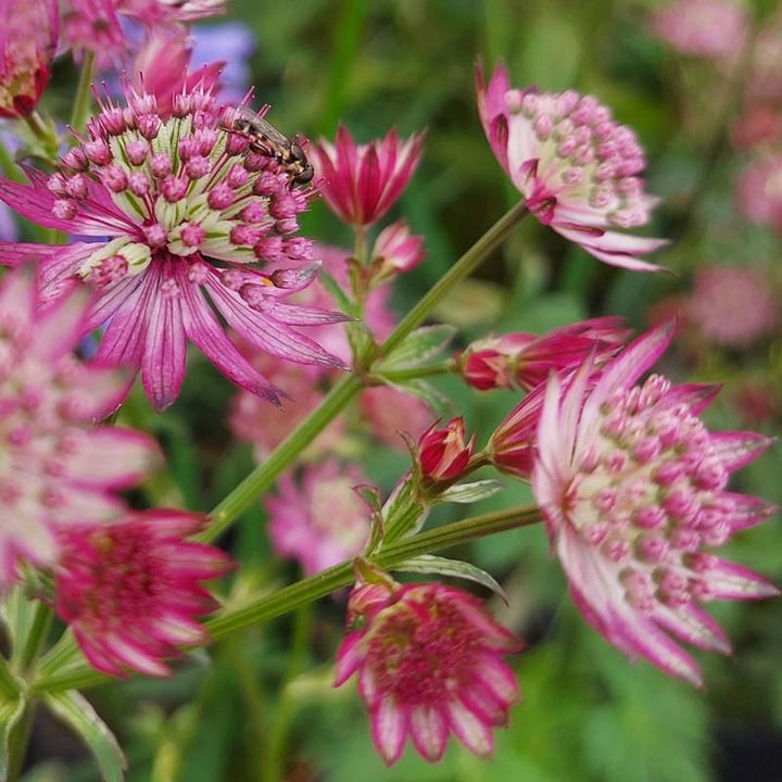 Heirloom Non-GMO Astrantia Pincushion Flower Seeds – Perennial Flower Seeds for Planting