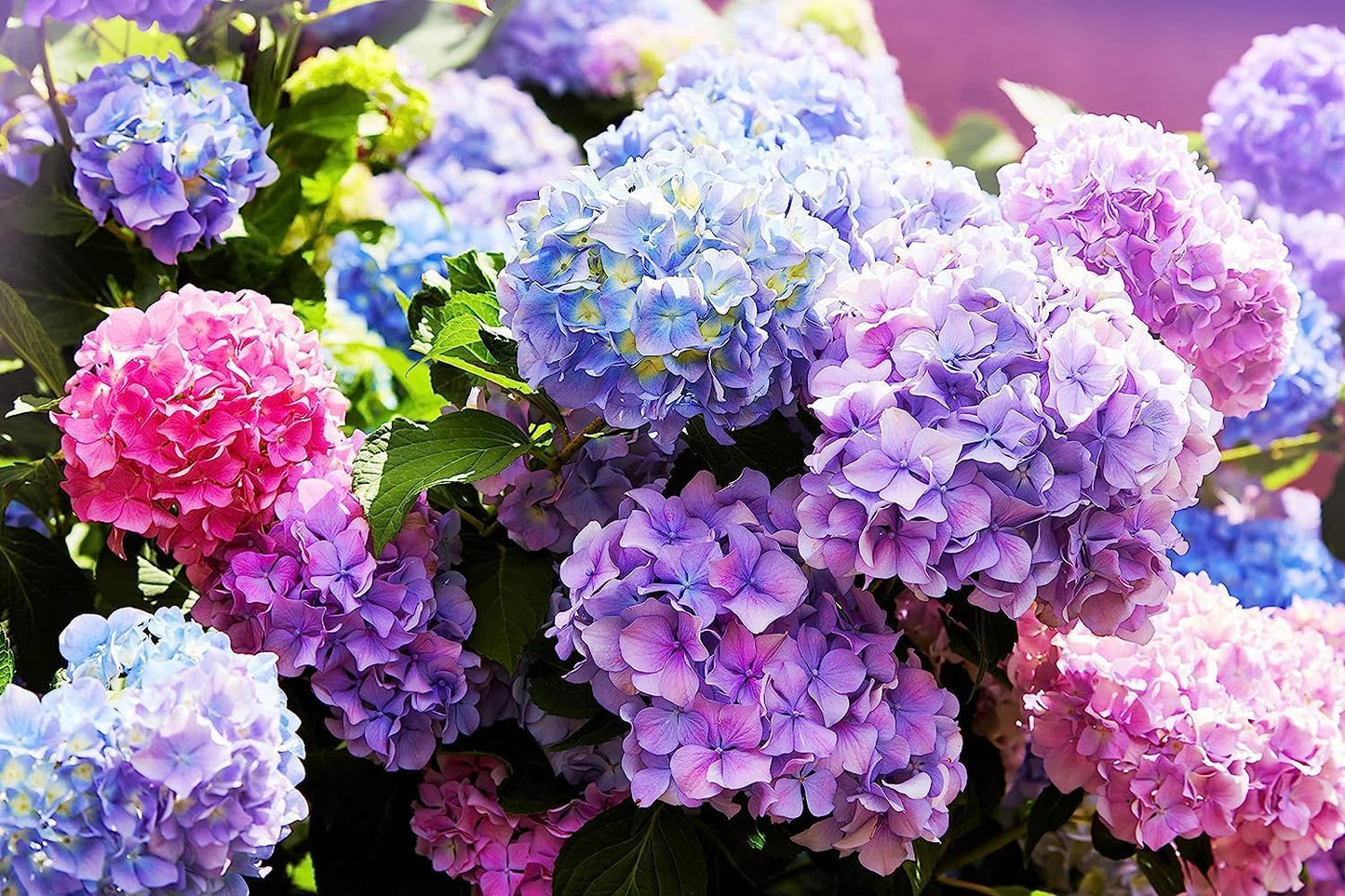 Hydrangea Mixed Colors Flower Seeds for Home Garden