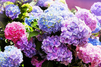 Hydrangea Mixed Colors Flower Seeds for Home Garden
