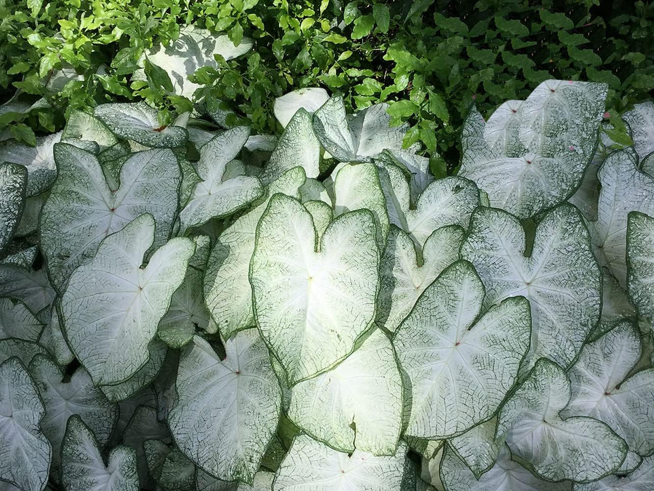 Florida Moonlight Fancy Leaf Caladium