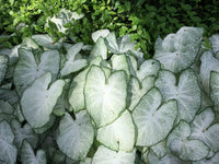Florida Moonlight Fancy Leaf Caladium