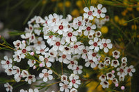 Geraldton Flower Seeds Heirloom Non GMO Planting - 100