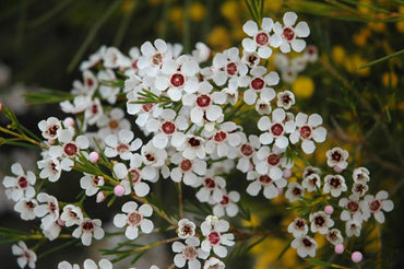 Geraldton Flower Seeds Heirloom Non GMO Planting - 100