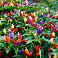 7 (Pot Jonas pepper Capsicum chinense organic hot vegetable) for planting in garden