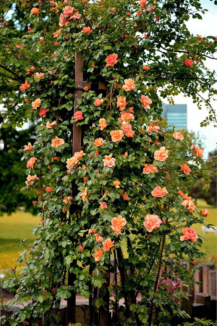 Light Orange Climbing Rose Seeds for Planting - Heirloom & Non-GMO Seeds for Home Garden, 100