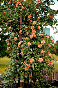 Light Orange Climbing Rose Seeds for Planting - Heirloom & Non-GMO Seeds for Home Garden, 100