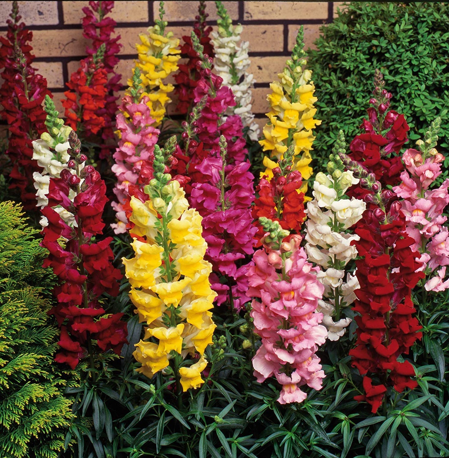 Snapdragon- Tetra Mix