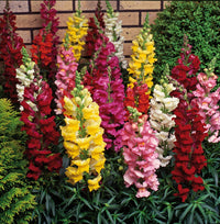 Snapdragon- Tetra Mix