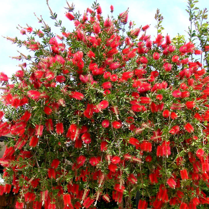 Heirloom Non-GMO Bottle Brush Flower Seeds for Planting – Vibrant GreenWill Garden Blooms