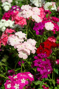 Phlox Mixed Colors Flower Seeds