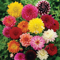 Dahlia- Pompon Double Flowered Mix
