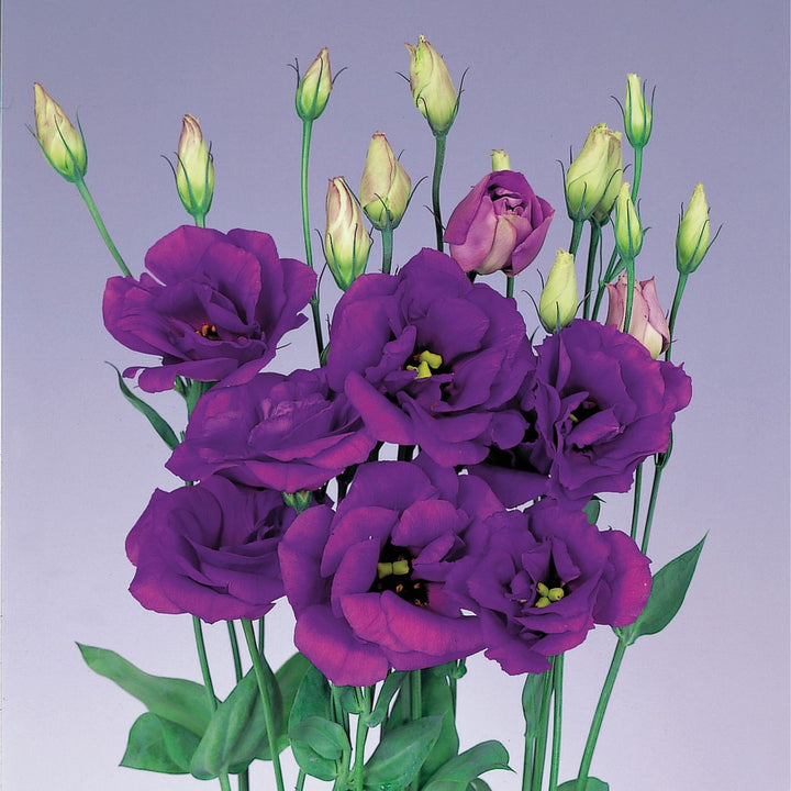Purple Echo Lisianthus Flower Seeds for Planting - Heirloom, NON-GMO Seeds - Garden Blooms, Easy to Grow