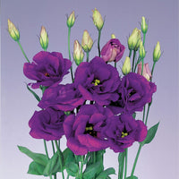 Purple Echo Lisianthus Flower Seeds for Planting - Heirloom, NON-GMO Seeds - Garden Blooms, Easy to Grow