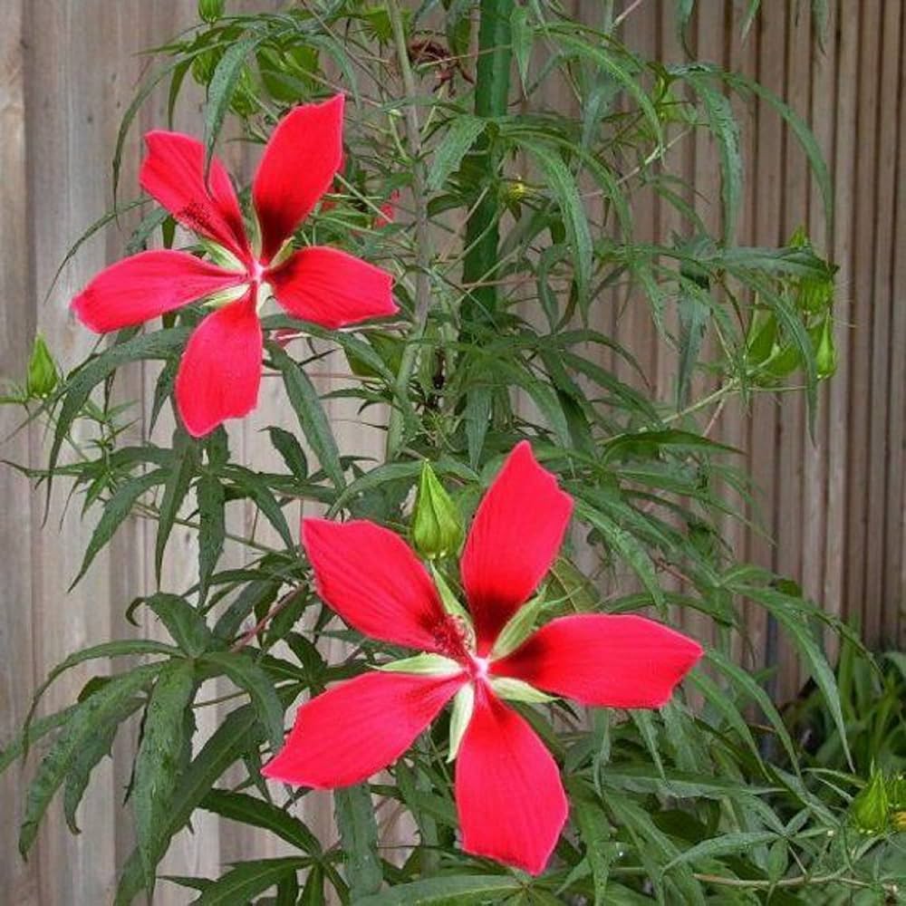 Red - Star for planting in home garden