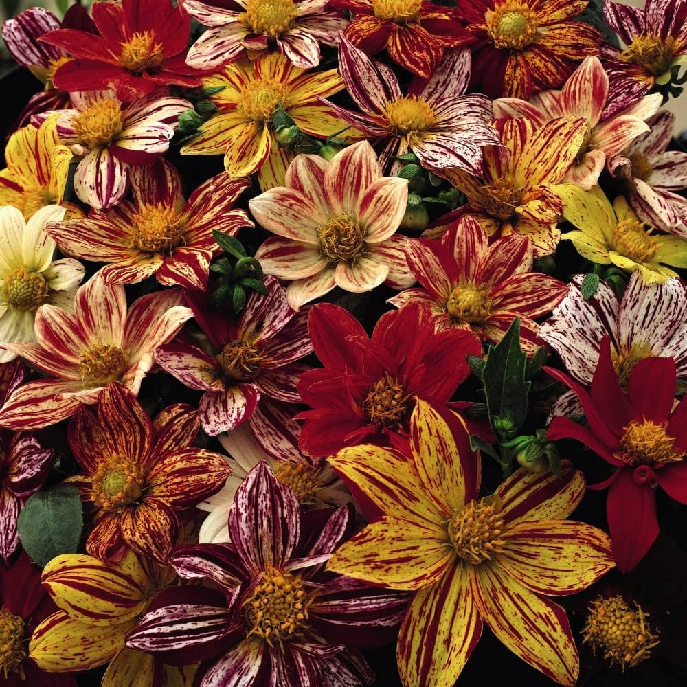 Dahlia- Fireworks Mix
