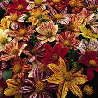 Dahlia- Fireworks Mix