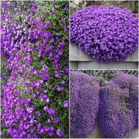 Aubretia Flower Seeds – Heirloom, Non-GMO, Colorful Ground Cover Blooms for Garden Planting