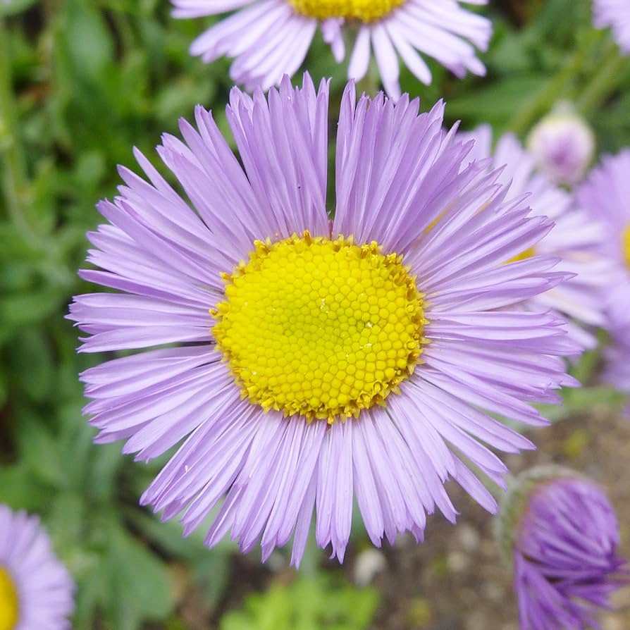 Fleabane Daisy Erigeron Speciosus Flower Seeds for Planting in Wildflower Gardens and Cottage Garden Beds