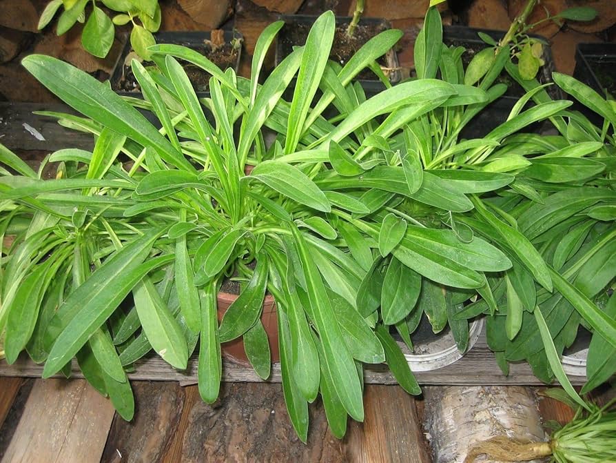 African dream root Silene capensis herb seeds for planting in pots or naturalistic garden spaces