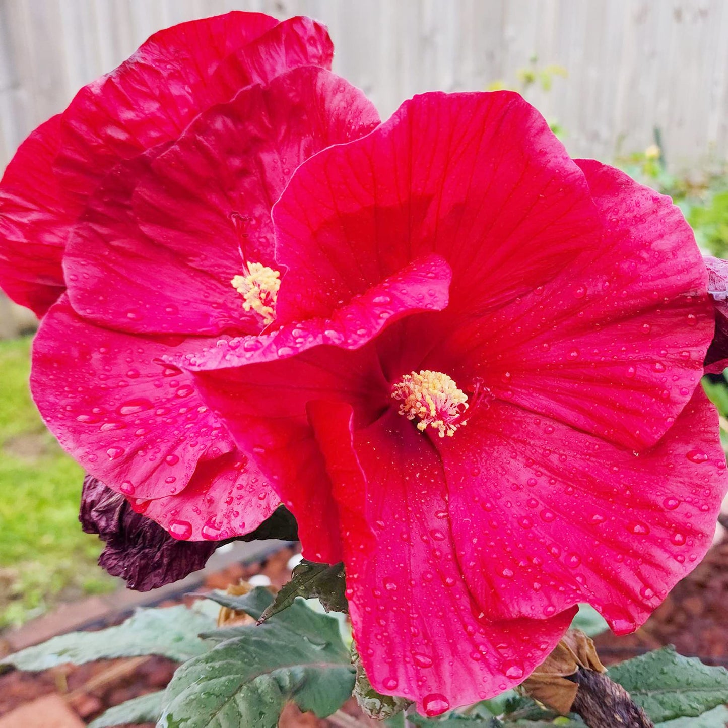 Dinnerplate Hibiscus seeds growing into massive, vividly colored hibiscus blooms the size of dinner plates, ideal for tropical borders and containers